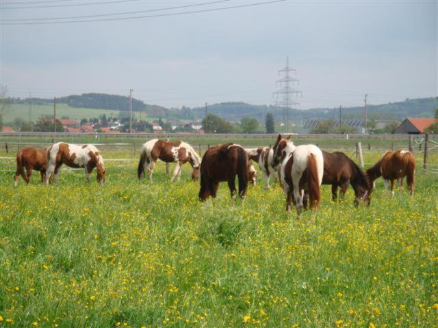Chrom Ranch Reiterhof Bed & Breakfast Меминген Екстериор снимка
